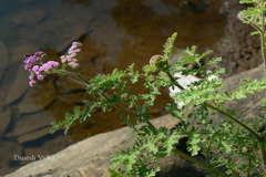 Cyathocline purpurea